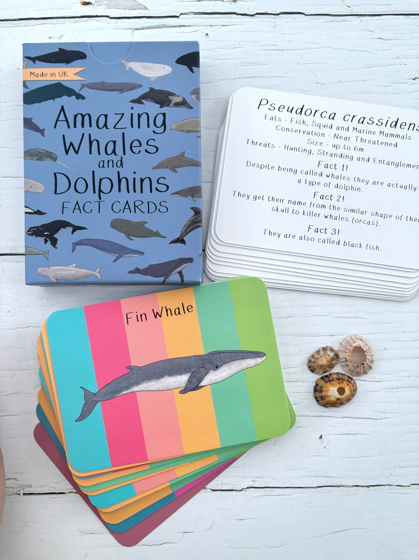 whale dolphin educational cards with species illustrations, conservation facts, colorful striped design, marine learning