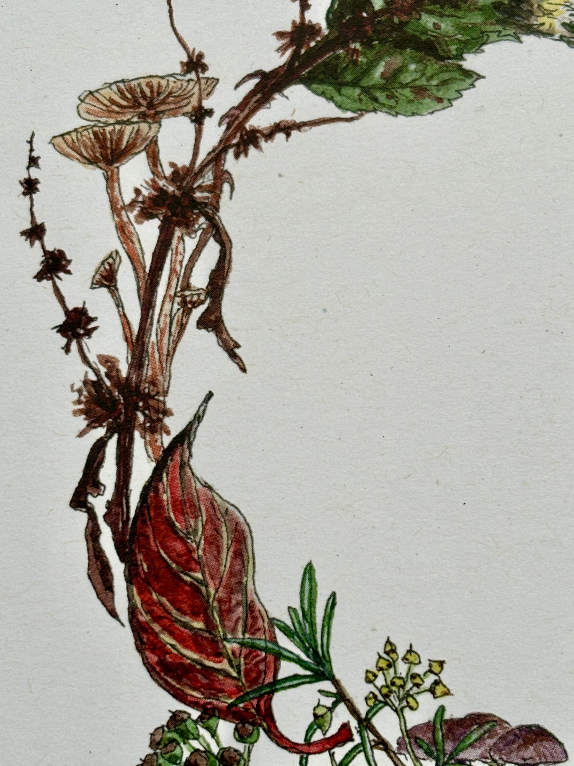closeup shot of eco Christmas card with hand-drawn mushrooms, berries, and autumn leaves—botanical festive stationery