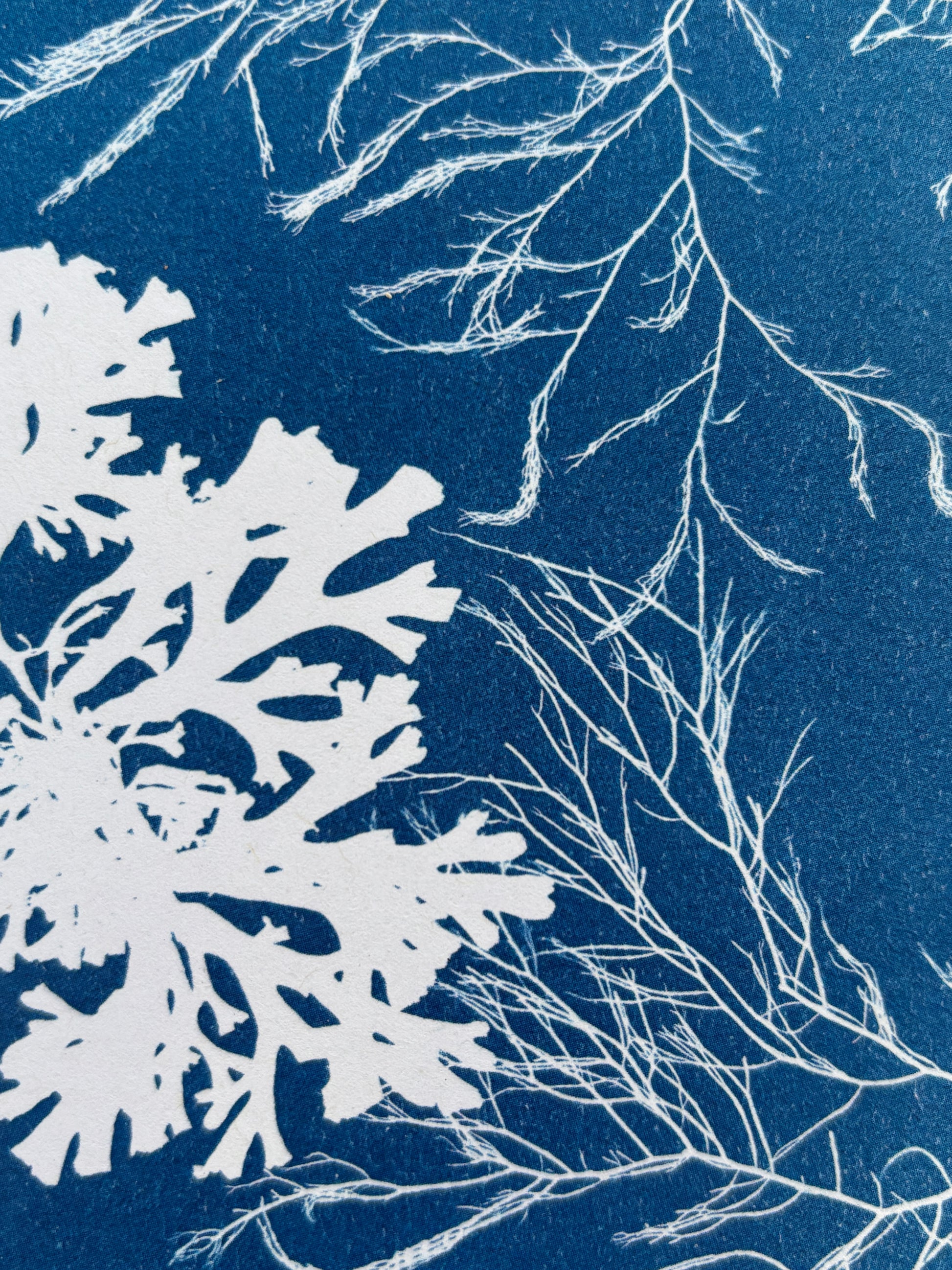closeup shot of deep blue cyanotype seaweed card—botanical coastal design, eco-friendly and handmade in the UK