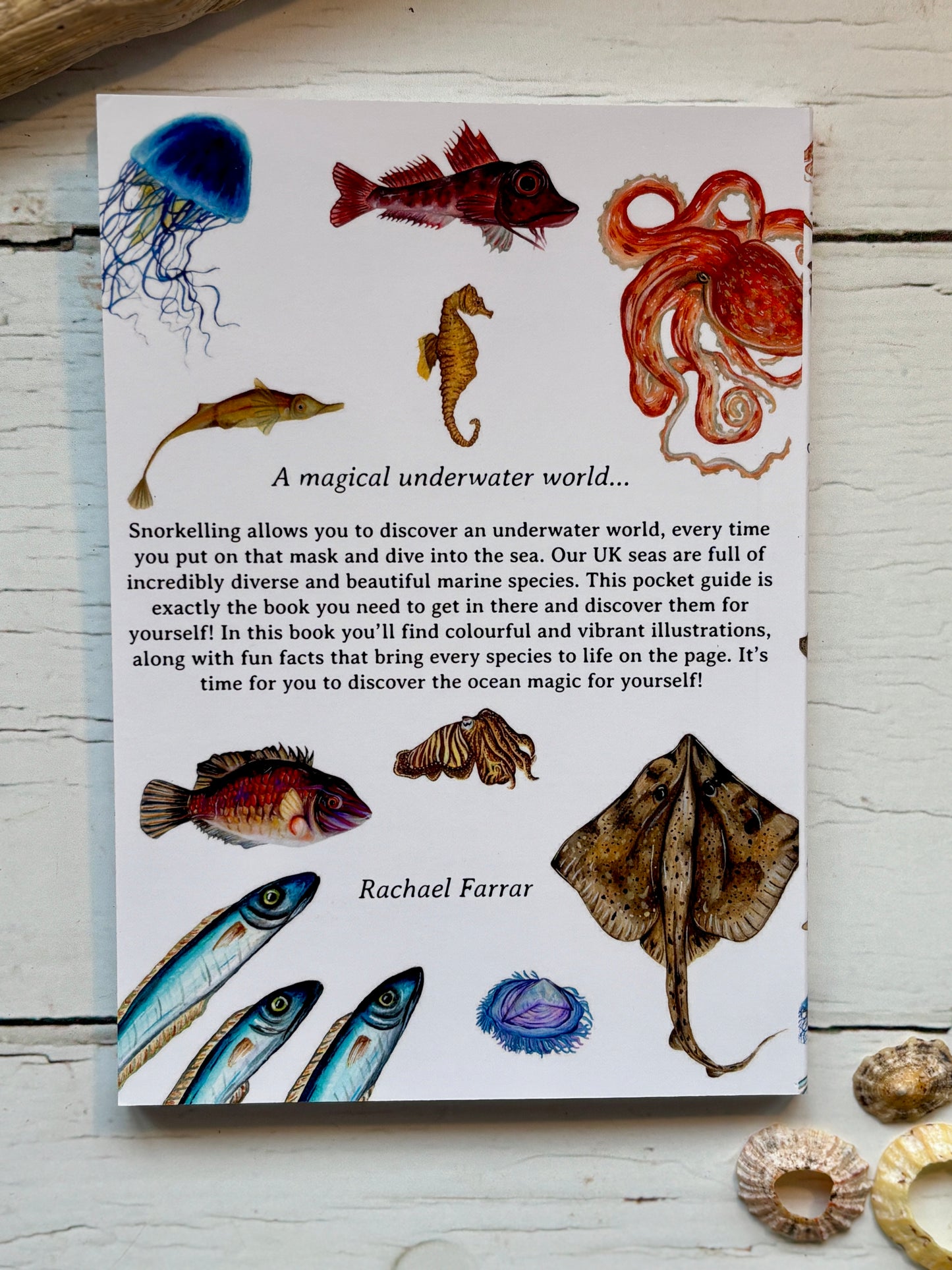 snorkelling guide back—vibrant marine art, UK sea species facts, and ocean inspiration for curious underwater explorers